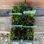 Sitina rozložitá (Juncus effusus) - výška 10-15 cm, kont. P9
